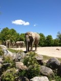 Toronto Zoo Olifant