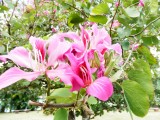 Bloemen in Parkje