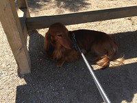 Schuilen voor de zon
