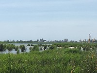 Flamingo's