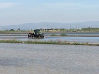 Tractor in rijstveld