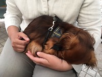 Siesta