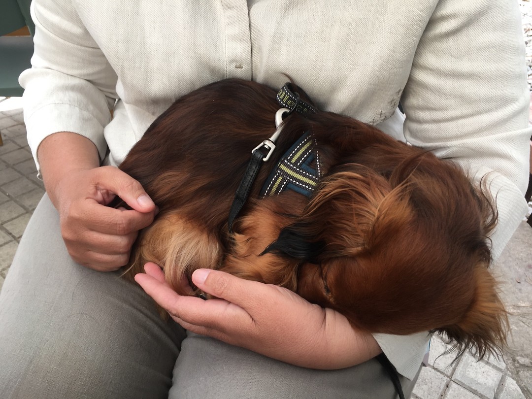 Siesta