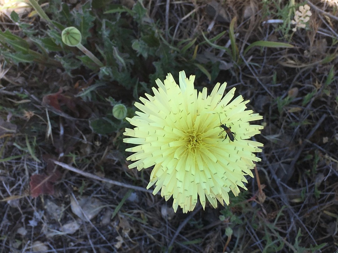 Bloem