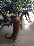 Ik wil fietseuhnnn! Kom nou!