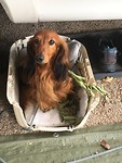 Julleke draagt nest