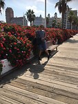 De prins op de bloemenbrug