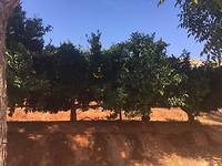 Citrusplantage