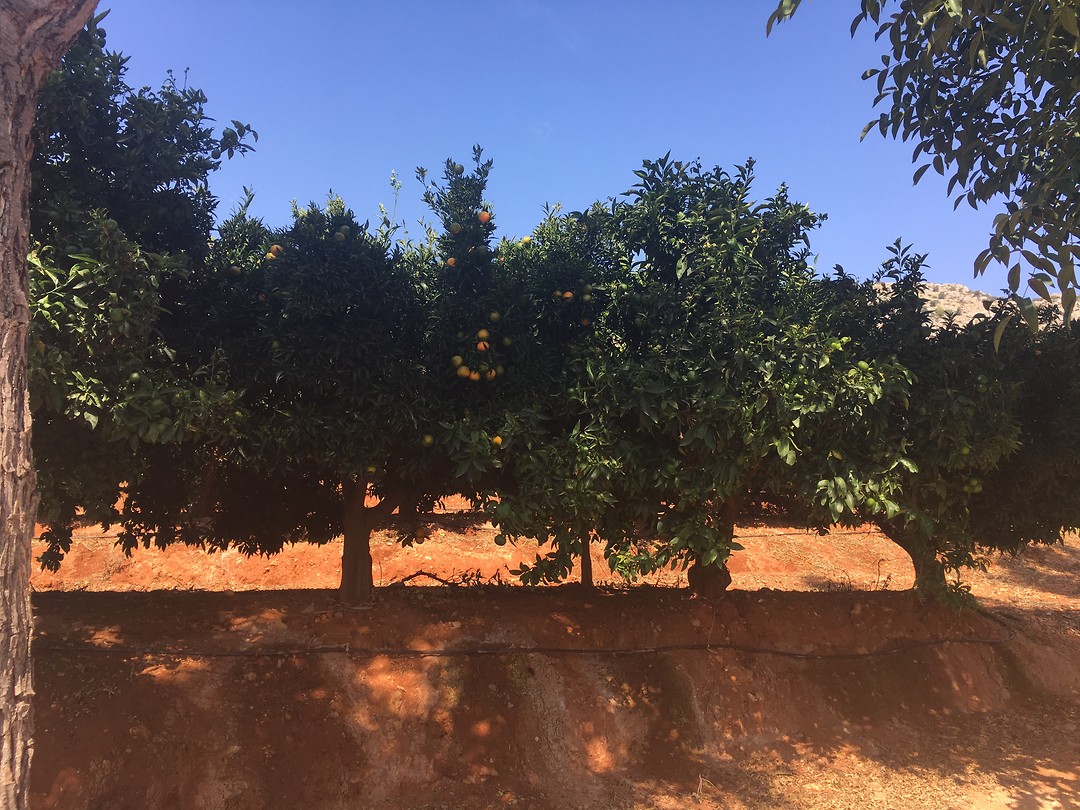 Citrusplantage