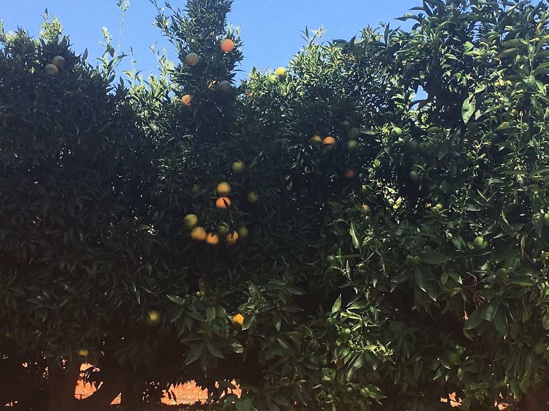 Appeltjes van Oranje
