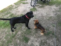 Gilly en Julleke
