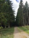 Almindingen - bos