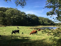 Allinge