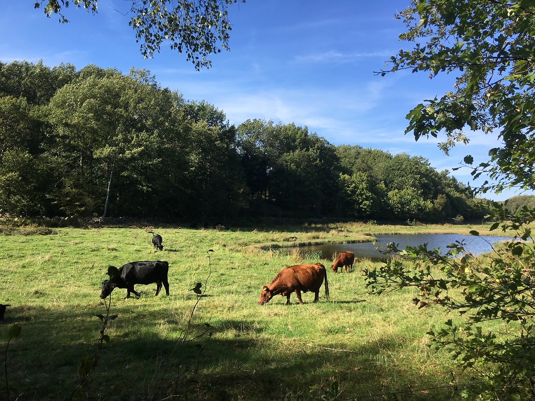 Allinge