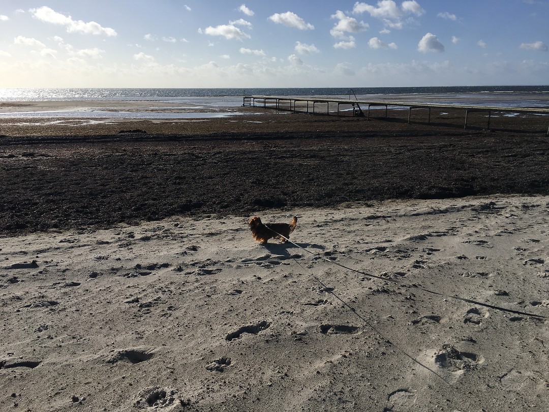 Strand van Hundig