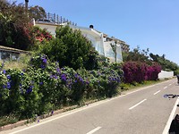 Bloemenpracht onderweg