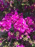 Bloemen