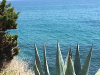 Cipressa