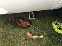 verkoeling zoeken onder de Dinky
