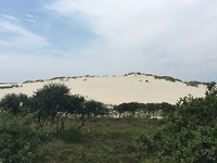 Schoorlse duinen