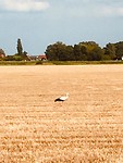 De ooievaar is al in Middelburg, hij komt dichter en dichter bij ‘t Stad!