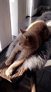 Bibi 2