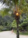 Eef met palmboom