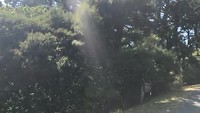 Botanische tuin Wellington 8/2