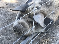 Knorretje 🐖