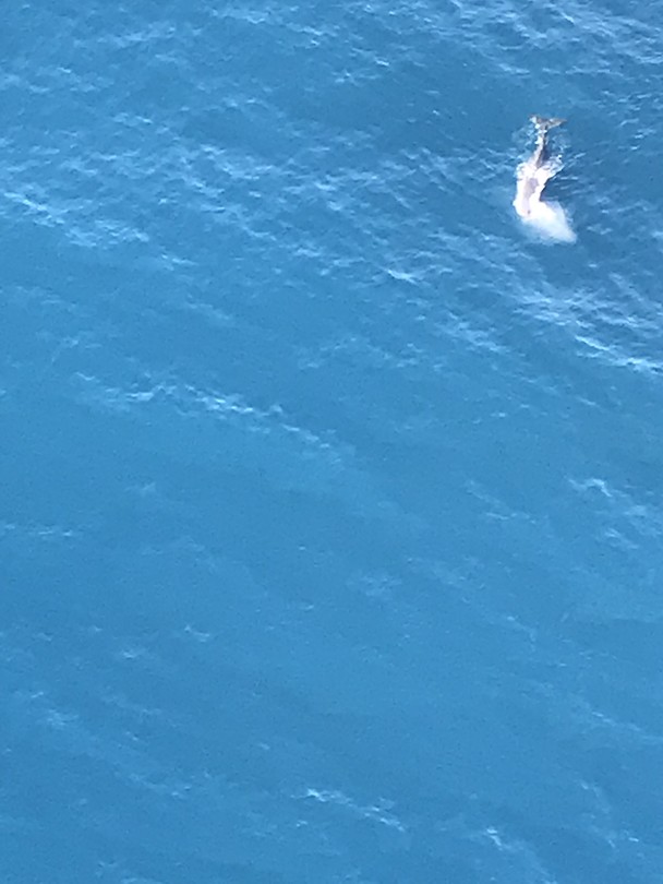 Sperm whale - potvis
