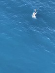 Sperm whale - potvis