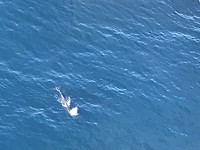 Sperm whale