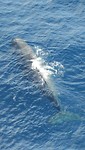 Sperm whale - Potvis