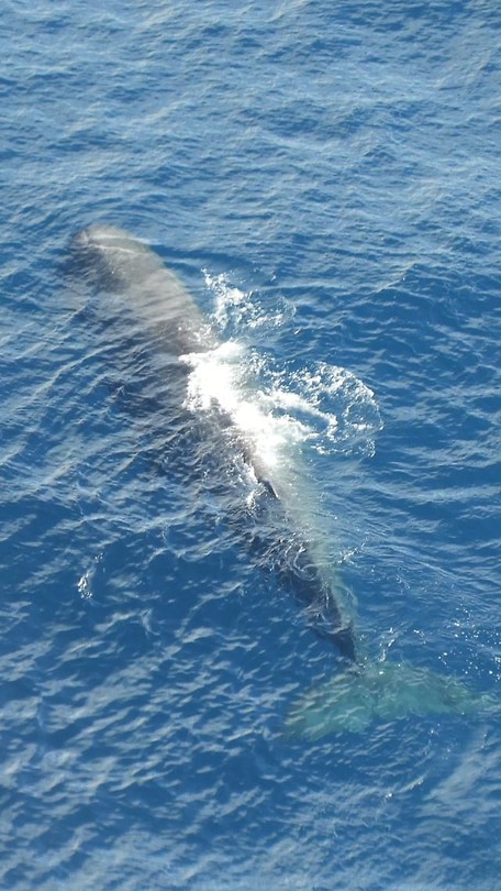 Sperm whale - Potvis