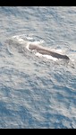Sperm whale - potvis