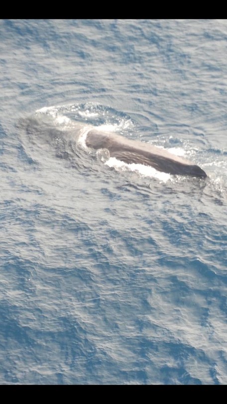Sperm whale - potvis