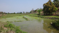 Rijstveld nabij Luang Prabang