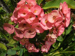 DSCN0753