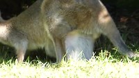 Kangeroo