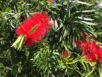 Callistemon oftewel Bottlebrush