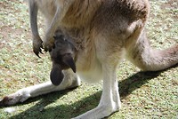 Joey (baby)