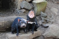 Tasmanian Devil