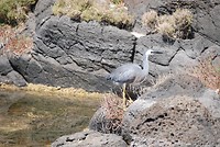 Mutton bird of een reiger?
