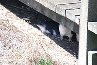 Under the boardwalk