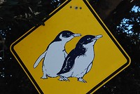 Let op: overstekend wild