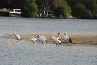 Pelikanen in Mallacoota