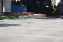 Ibis in het wild