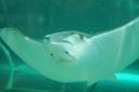 Stingray