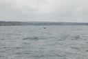 013 echt een walvis