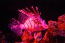 016 lionfish